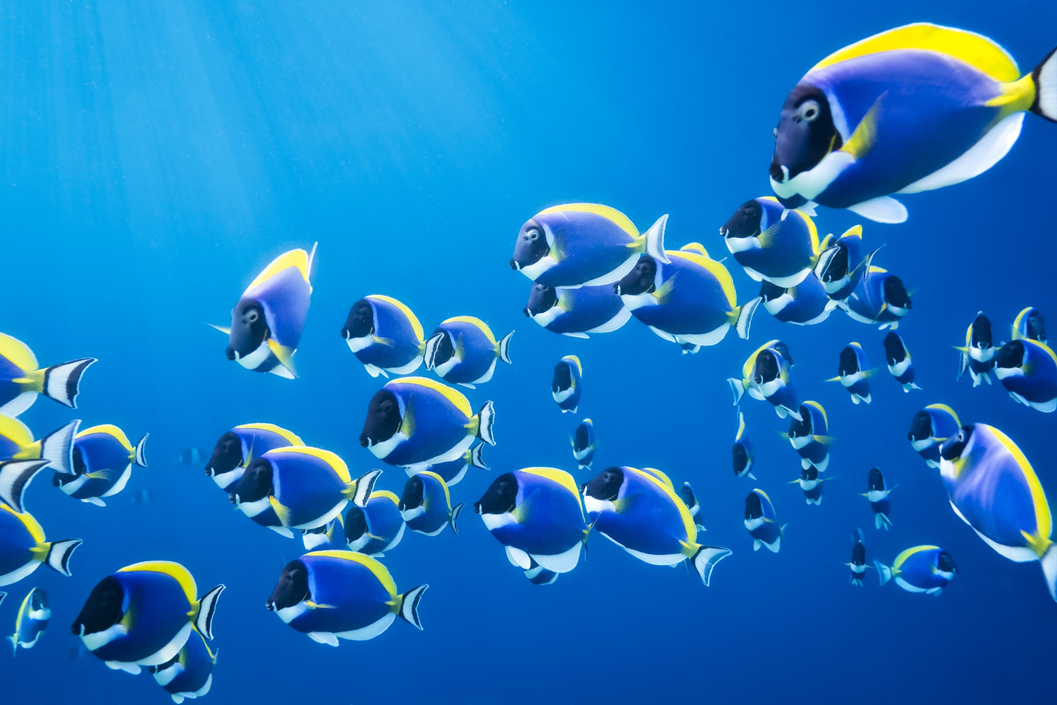 7 Surprising Facts About Nathan Fish That Will Change How You See His Influence