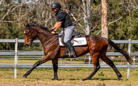 7 Expert Secrets Behind Marcel Toulouse Saddles: The Ultimate Guide For Every Equestrian