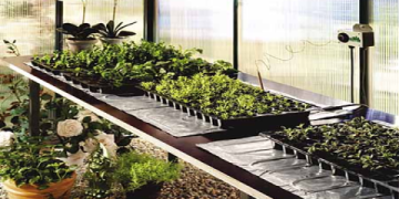 7 Expert Solutions to Sports Injuries Ajax: The Ultimate Guide for Fast Recovery