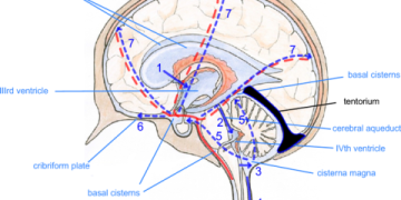 7 Expert Insights into Tom Kaczmarek: The Ultimate Guide to His Impact and Legacy